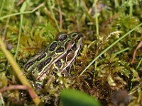 172 7289c  Northern Leopard Frog (Lithobates [Rana] pipiens)